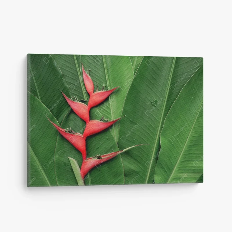 Tableau sur toile héliconia rouge sur feuillage tropical – Wallnifity®