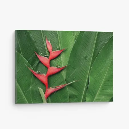 Tableau sur toile héliconia rouge sur feuillage tropical – Wallnifity®