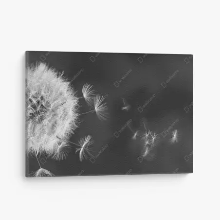 Tableau sur toile souffle de pissenlit en noir et blanc – Wallnifity®