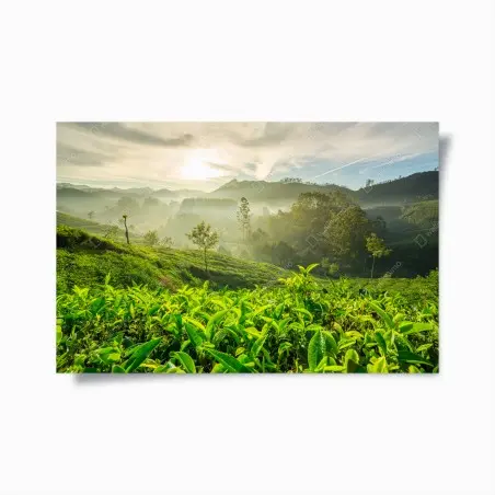 Poster lever de soleil sur les plantations de thé à Munnar, Kerala, Inde – Wallnifity®