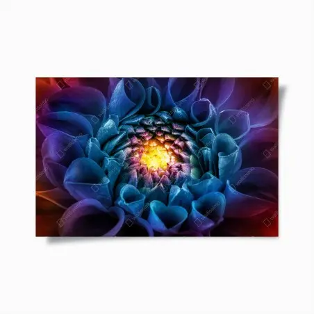Poster éclat floral multicolore - chrysanthème en macro – Wallnifity®