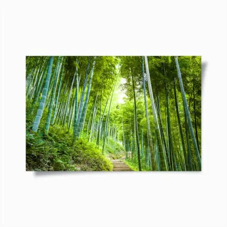 Poster allée de bambous verdoyante – Wallnifity®