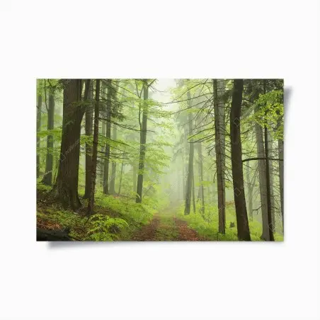 Poster sentier brumeux dans la forêt printanière – Wallnifity®