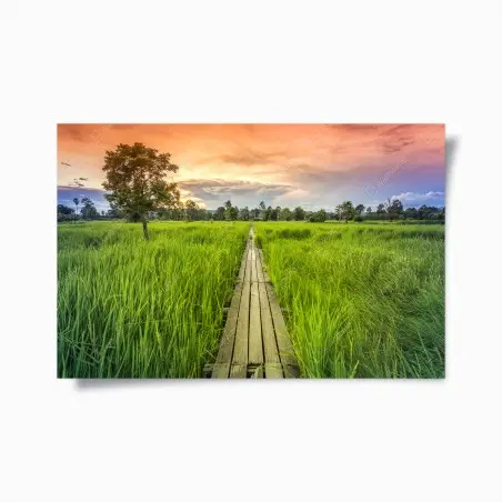 Poster chemin en bois au milieu des rizières – Wallnifity®