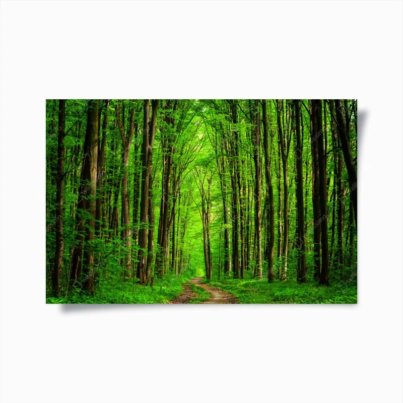 Forêts – Wallnifity®
