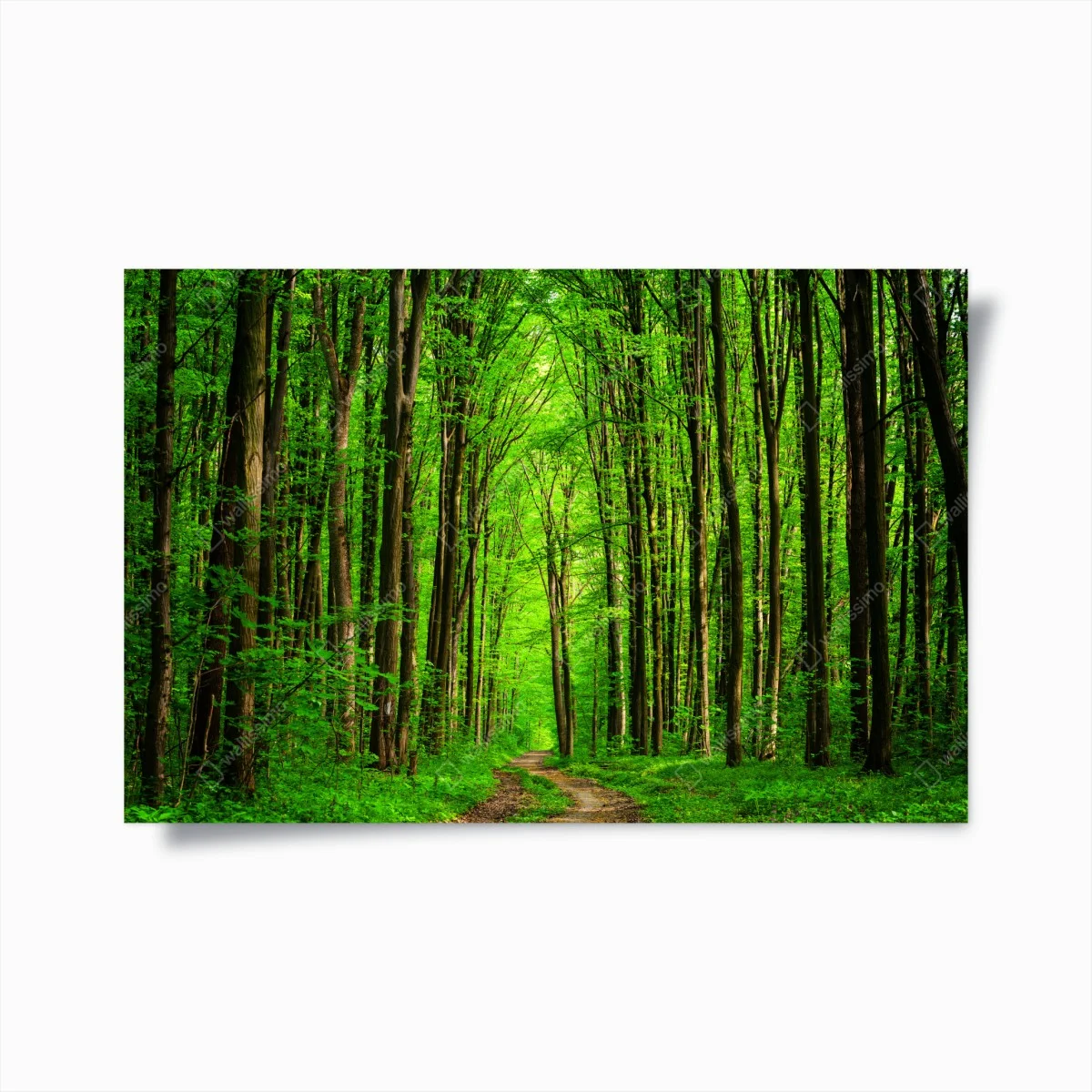 Poster allée forestière verdoyante – Wallnifity® Poster allée forestière verdoyante – Wallnifity®