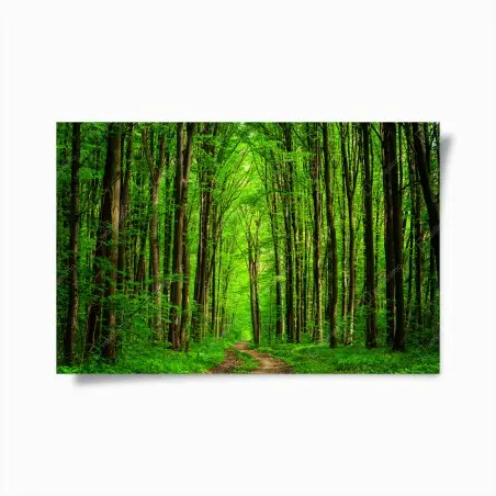 Poster allée forestière verdoyante – Wallnifity®