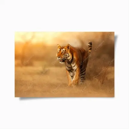 Poster tigre majestueux au coucher de soleil – Wallnifity®