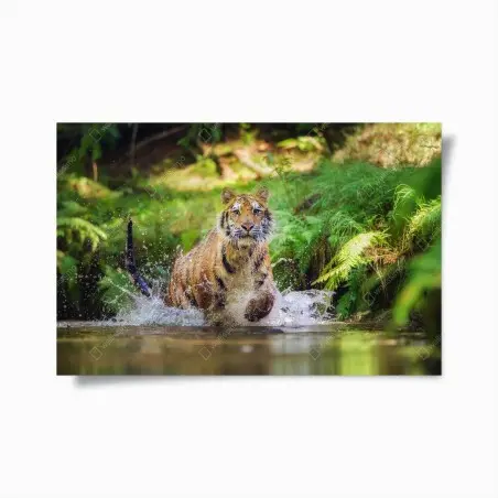 Poster tigre en pleine course dans la rivière – Wallnifity®