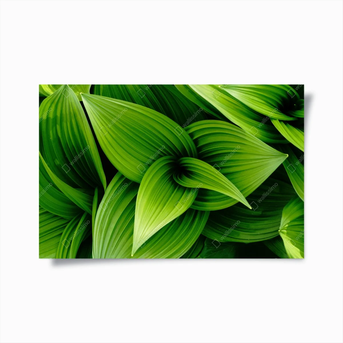 Poster feuillage vert luxuriant pour décoration murale – Wallnifity® Poster feuillage vert luxuriant pour décoration murale – Wallnifity®
