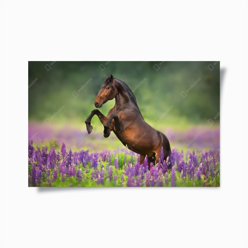Animaux – Wallnifity®