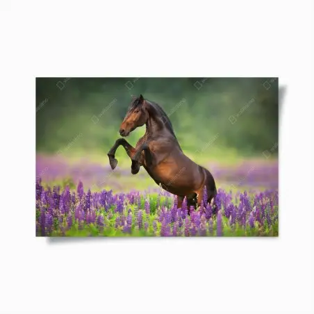 Poster étalon cabré dans un champ de lupins – Wallnifity®