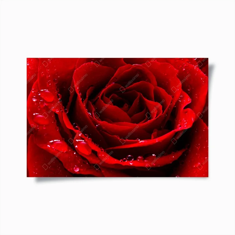 Poster rose rouge en gouttes de rosée – Wallnifity®