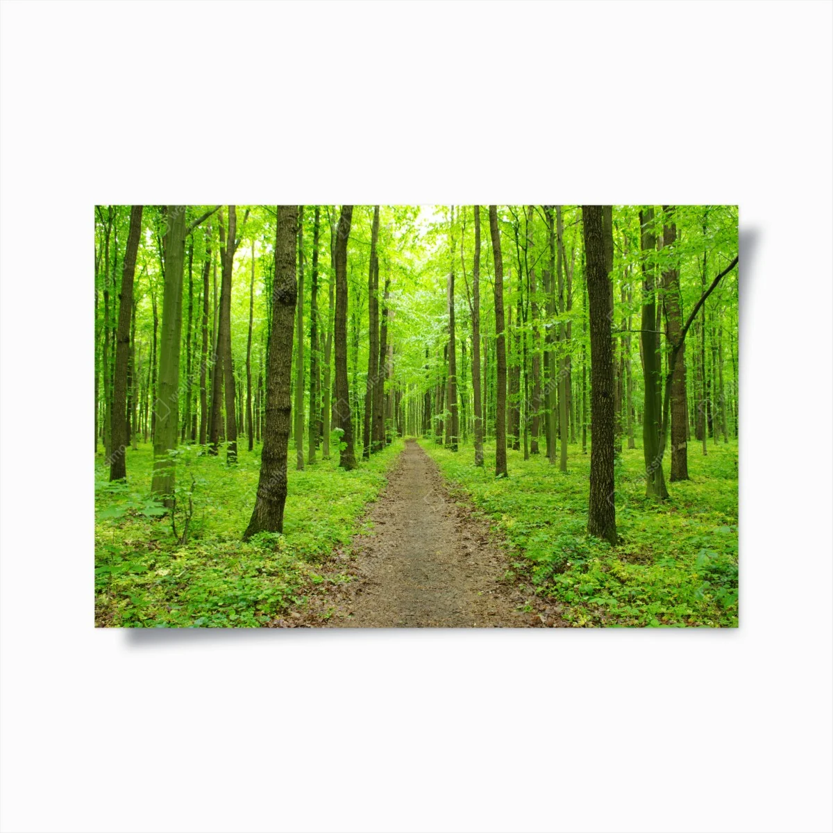 Poster sentier verdoyant en forêt au printemps – Wallnifity® Poster sentier verdoyant en forêt au printemps – Wallnifity®