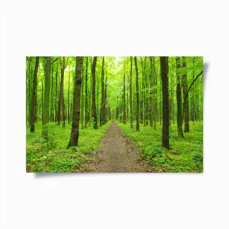 Poster sentier verdoyant en forêt au printemps – Wallnifity®