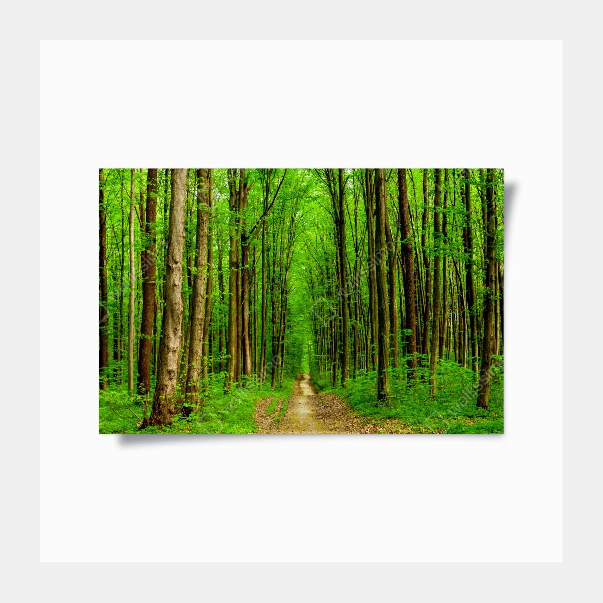 Poster forêt printanière au sentier lumineux – Wallnifity® Poster forêt printanière au sentier lumineux – Wallnifity®