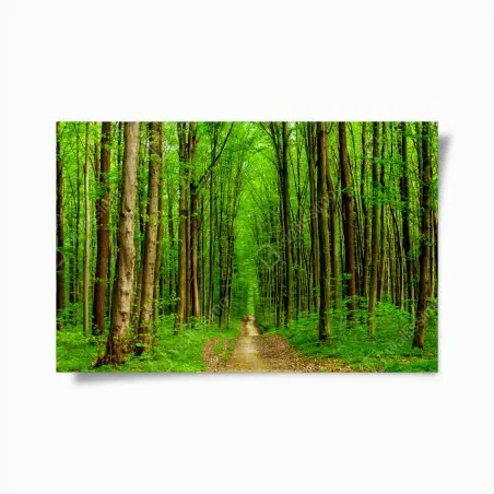 Poster forêt printanière au sentier lumineux – Wallnifity®