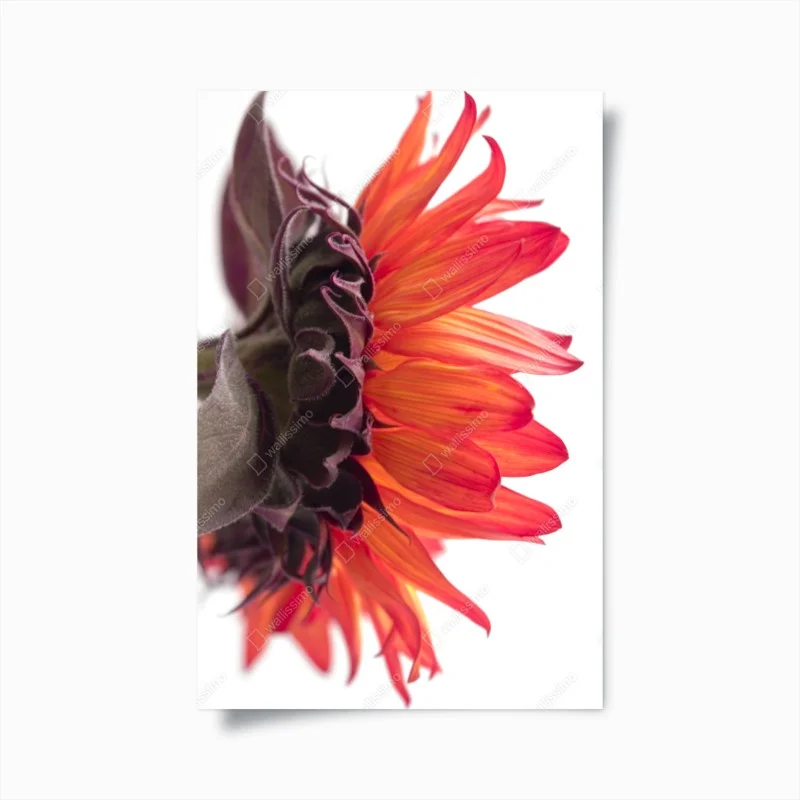 Poster éclat orange d'une fleur en gros plan – Wallnifity® Poster éclat orange d'une fleur en gros plan – Wallnifity®