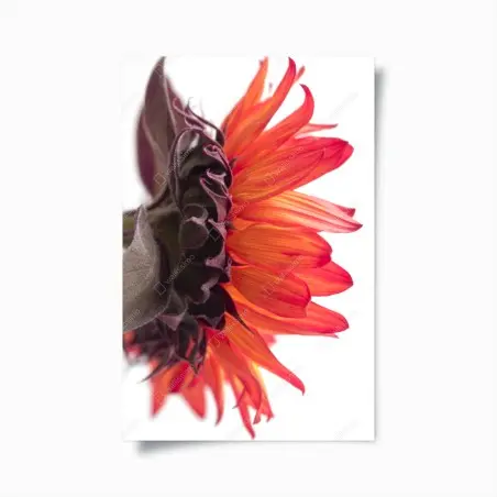 Poster éclat orange d'une fleur en gros plan – Wallnifity®