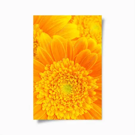 Poster éclat solaire gerbera en gros plan – Wallnifity®