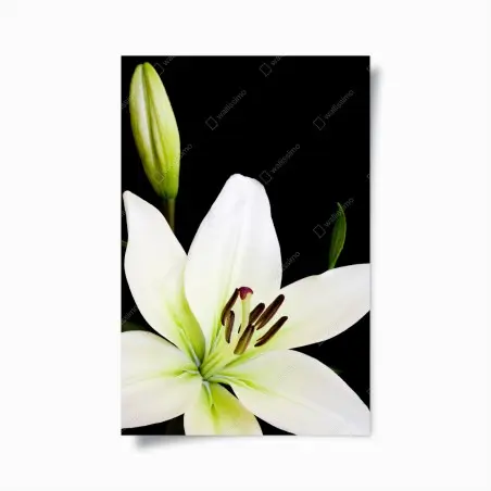 Poster lys blanc élégant sur fond noir – Wallnifity®