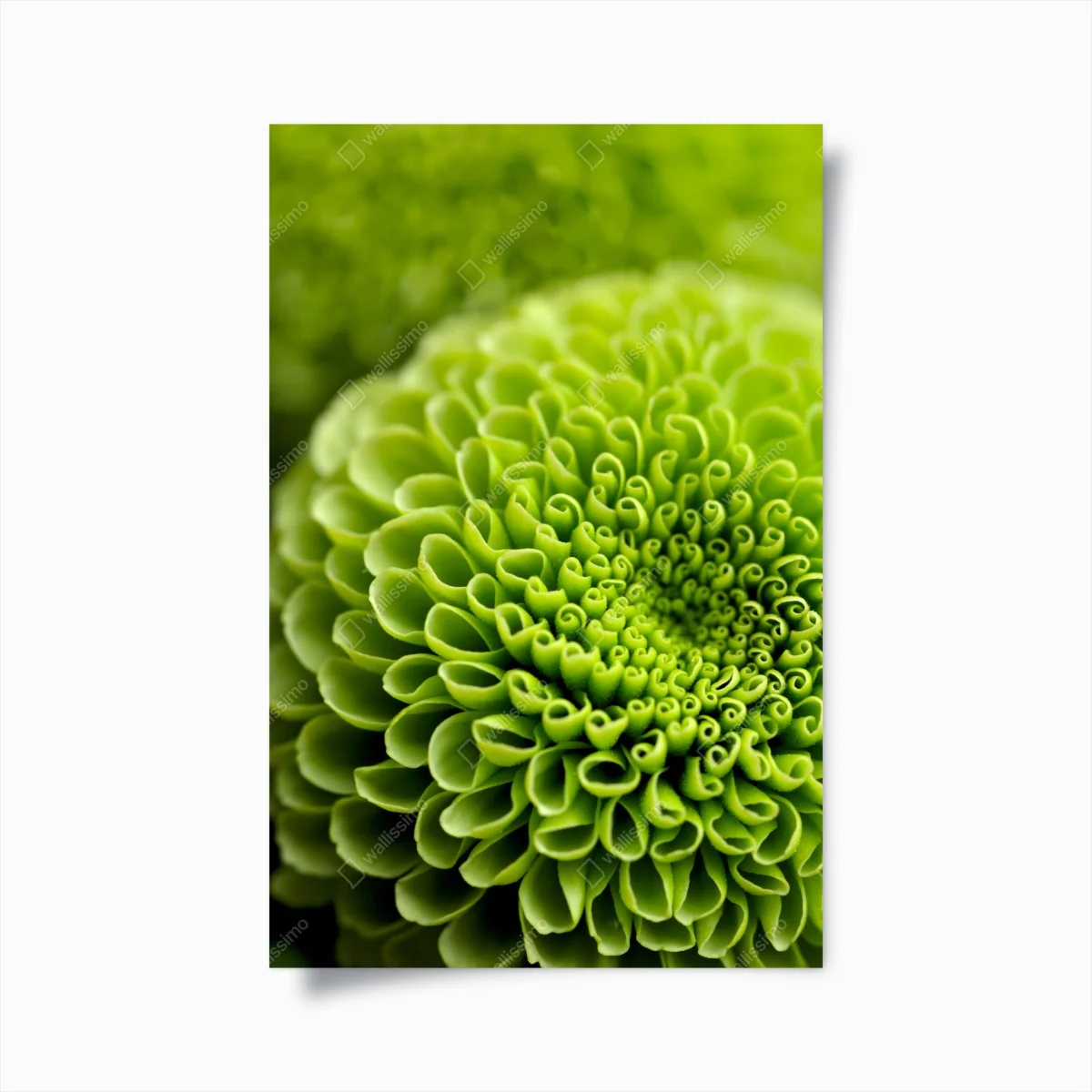 Poster spirale florale verte en gros plan – Wallnifity® Poster spirale florale verte en gros plan – Wallnifity®