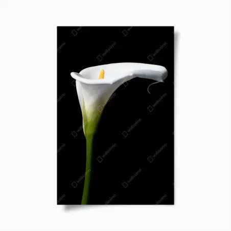 Poster élégance d'arum blanc sur fond noir – Wallnifity®