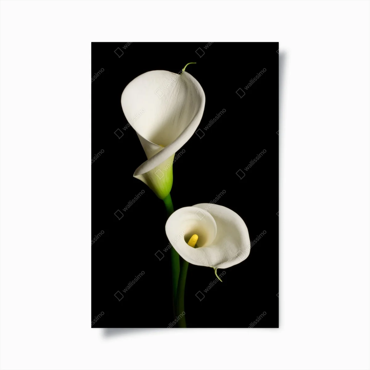 Poster arums blancs élégants sur fond noir – Wallnifity® Poster arums blancs élégants sur fond noir – Wallnifity®