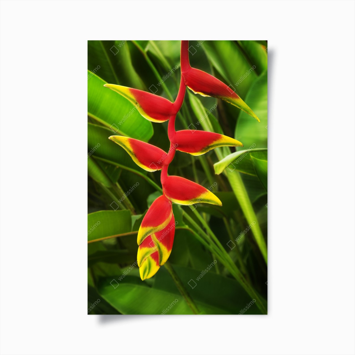 Poster héliconia rouge et jaune sur fond végétal – Wallnifity®