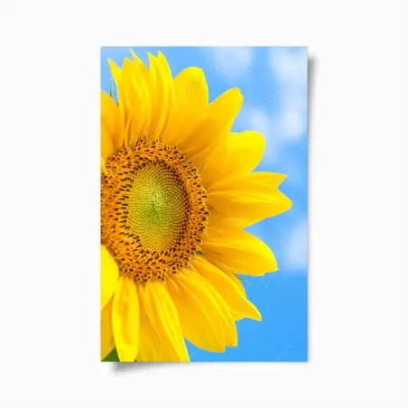 Poster éclat de tournesol sur ciel bleu – Wallnifity®