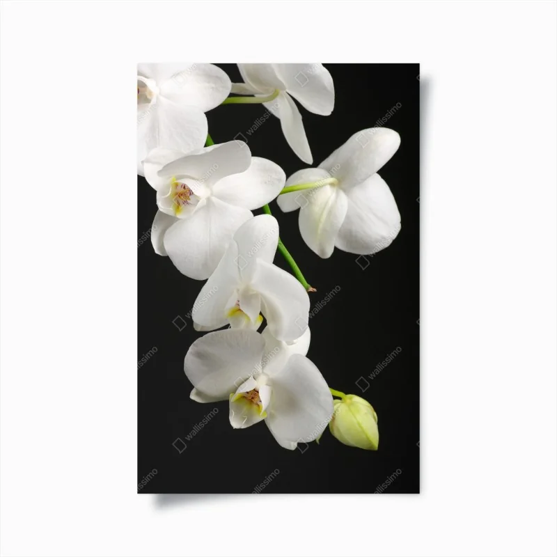 Poster orchidée blanche minimaliste sur fond noir – Wallnifity® Poster orchidée blanche minimaliste sur fond noir – Wallnifity®