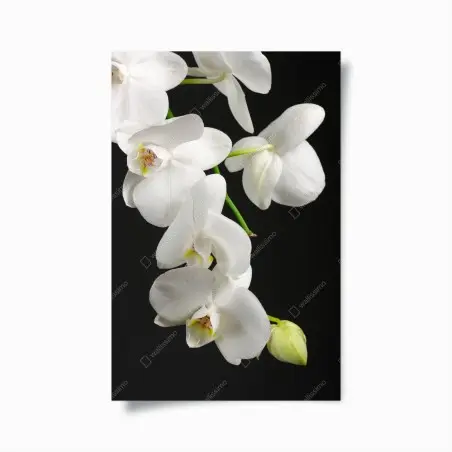Poster orchidée blanche minimaliste sur fond noir – Wallnifity®