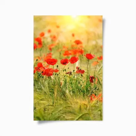 Poster champ de coquelicots au soleil doré – Wallnifity®