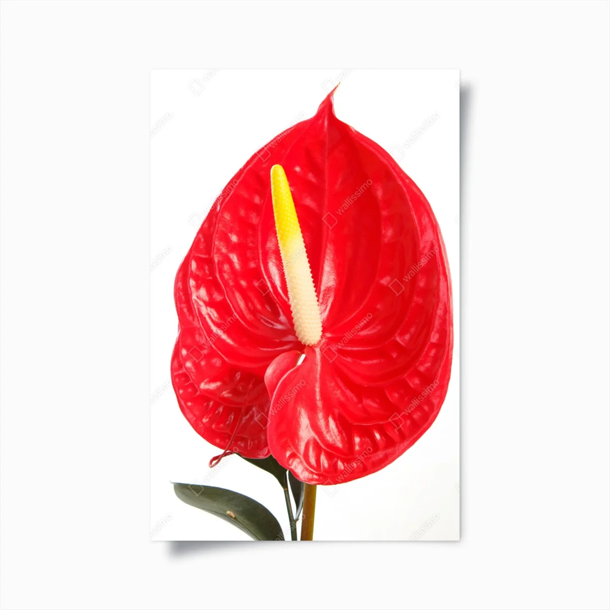 Poster anthurium rouge éclatant sur fond blanc – Wallnifity® Poster anthurium rouge éclatant sur fond blanc – Wallnifity®