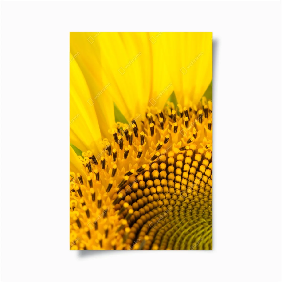 Poster gros plan lumineux de tournesol – Wallnifity® Poster gros plan lumineux de tournesol – Wallnifity®