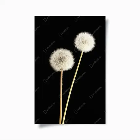 Poster pissenlits délicats sur fond noir – Wallnifity®