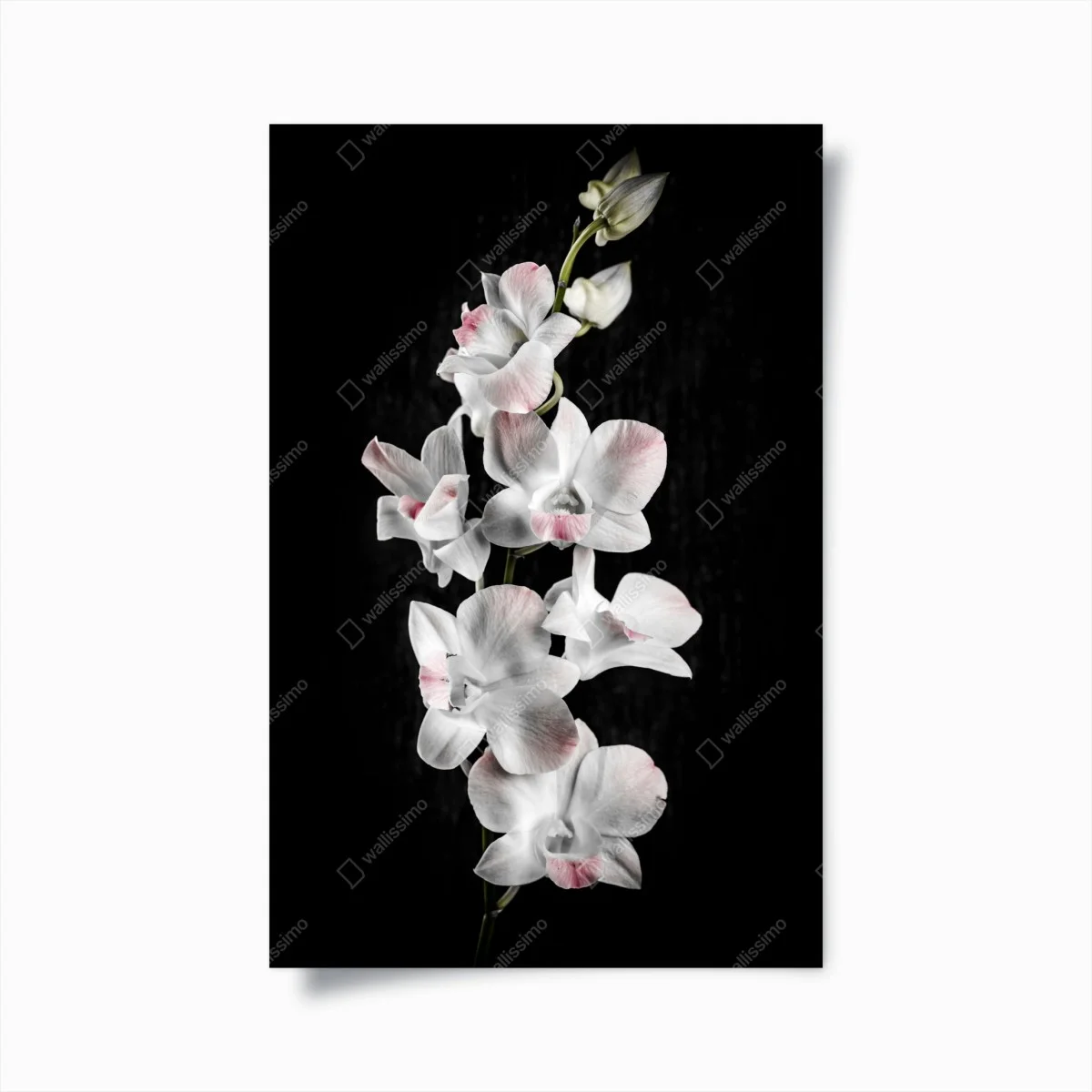 Poster orchidée blanche et rose sur fond noir – Wallnifity® Poster orchidée blanche et rose sur fond noir – Wallnifity®