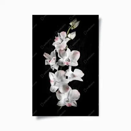 Poster orchidée blanche et rose sur fond noir – Wallnifity®