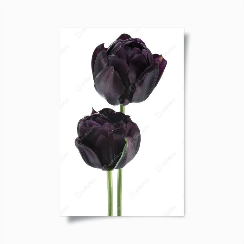 Posters – Wallnifity®