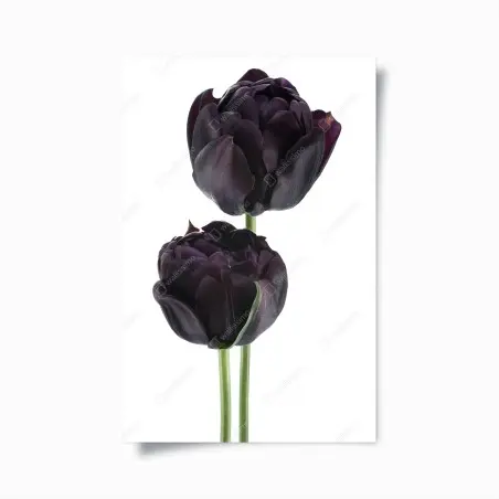 Poster élégance de tulipes noires sur fond blanc – Wallnifity®