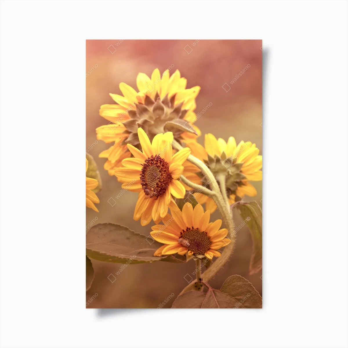 Poster tournesols vintage ensoleillés – Wallnifity® Poster tournesols vintage ensoleillés – Wallnifity®