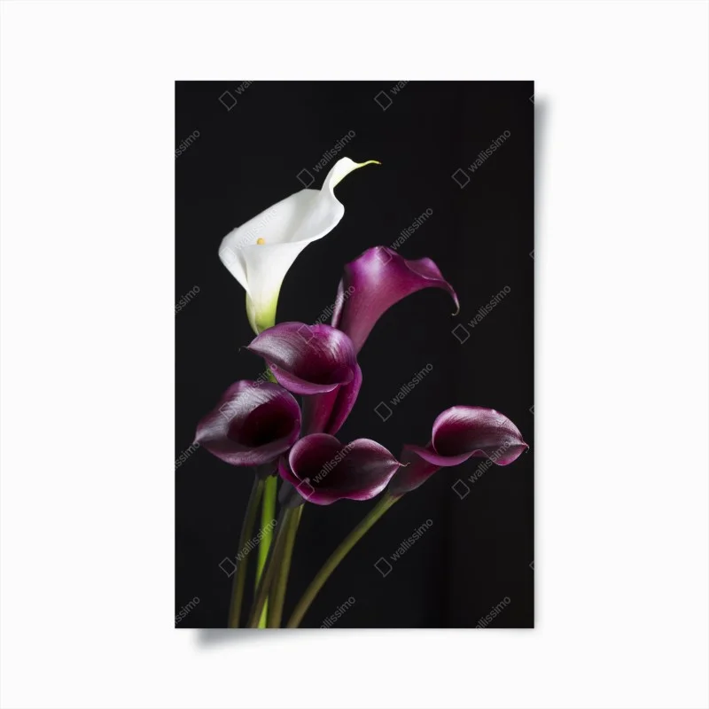 Posters – Wallnifity®