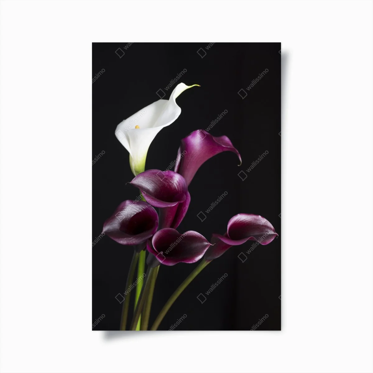 Poster composition d'arums blancs et bordeaux sur fond noir – Wallnifity® Poster composition d'arums blancs et bordeaux sur fond noir – Wallnifity®