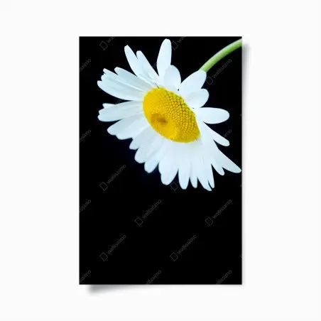 Poster marguerite en gros plan sur fond noir – Wallnifity®