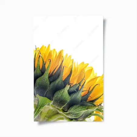 Poster gros plan lumineux de tournesol – Wallnifity®