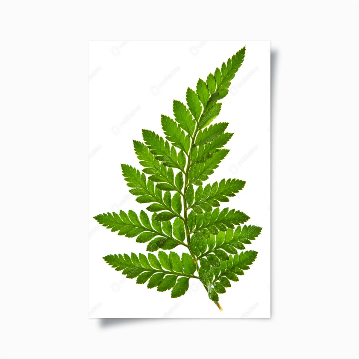 Poster fougère verte élégante sur fond blanc – Wallnifity® Poster fougère verte élégante sur fond blanc – Wallnifity®