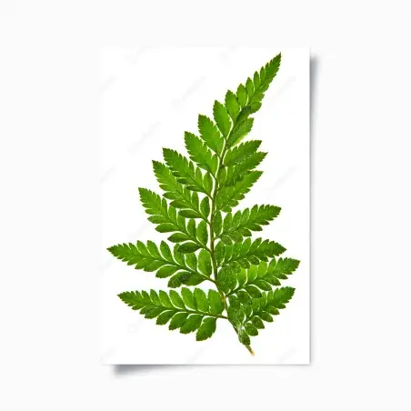 Poster fougère verte élégante sur fond blanc – Wallnifity®