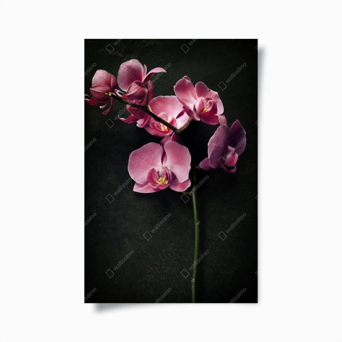 Poster orchidée rose sur fond vintage – Wallnifity® Poster orchidée rose sur fond vintage – Wallnifity®