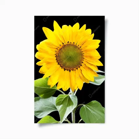Poster tournesol éclatant sur fond noir – Wallnifity®