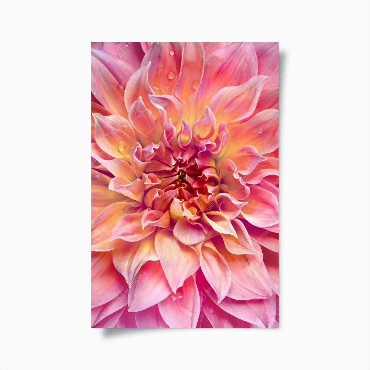 Poster éclat floral rose et pêche – Wallnifity® Poster éclat floral rose et pêche – Wallnifity®